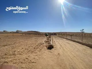  3 مزرعه زيتون