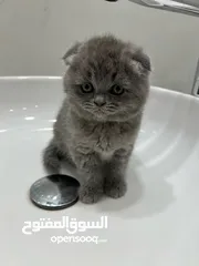  3 قطط سكوتش فولد للبيع