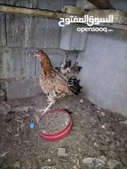  2 دجاجة هيه وفراخه