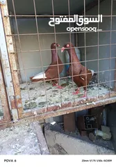  2 جوز مسويد سلافر