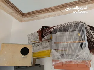  1 طائر كوكتيل أليف البيع لعدم التفرغ