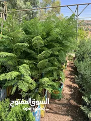  30 كافة أصناف اشجار الزينه