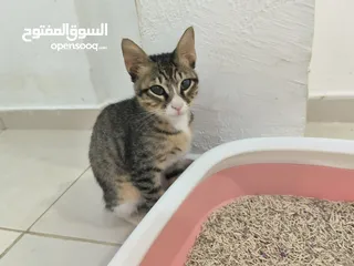  5 lovely kittens for free adoption