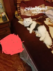  4 للبيع قطه شيرازي تركيه عيون ملونه كل عين شكل عمرها 8 اشهر خلف قبل شهر جابت قطه بلصلاه على النبي