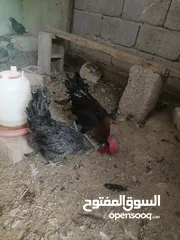  1 دجاج عرب الأصلي