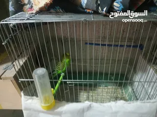  3 جواز طيور حب كلو شغال