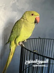  4 ببغاء الدرة