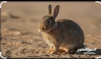  1 موجود ارانب للبيع للتواصل الاتصال على الرقم  الموقع. سحاب العبدليه