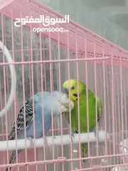  8 Cute Blue and green bird they are active