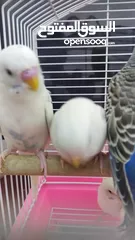  14 Ready to egg adult Budgies