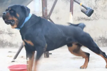  6 Male Rottweiler