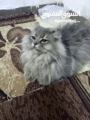  1 قط سكوتش فولد  مكس شانشيلا للبيع