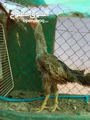  4 متاح ديك وفرخه باكستاني