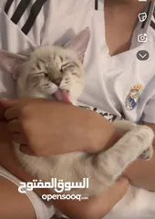  3 قط سكوتش للبيع ذكر رمادي  مع الانثى