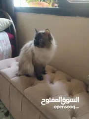  4 قطط همالايا