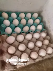  2 تحيا عربي مخصب ان شاء الله