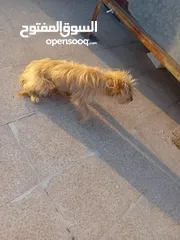  2 كلبه للبيع المستعجل تيرير