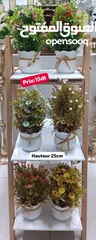  13 Vente Plantes ďintérieur tunisie en ligne gros détail