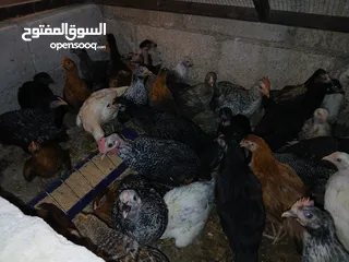  3 فرخات عمر 3 شهور وشهرين ونص