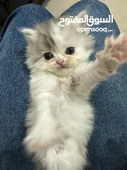 1 Cute small kitten from British Scottish mother and Persian father  قطط صغيرة جدا كبوت للعيد