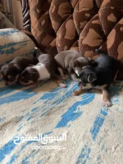  5 Chihuahua puppies
