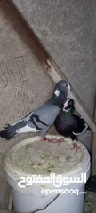  4 متاح حمام جوز