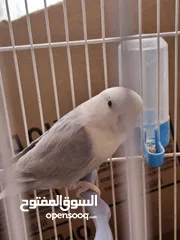  3 انثى روز اوبلاين سينامون