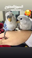  1 Baby Lovebirds