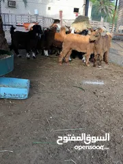  2 بيع الأغنام والابقار المحليه