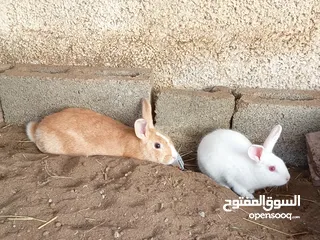  3 للبيع أرانب عماني مع هولند