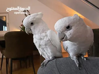  6 كوكاتو غوفن سوبر جامبو ررراقص أليف جدا تم تنزيل السعر لل370 وتمديد العرض  لاول ايام العيد تابع الوصف