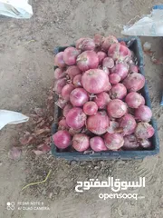  8 تصدير من اليمن إلى سلطنة عمان