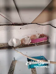  2 حمام ياكريم
