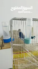  3 موجود جوز فيشر لون مميز للبيع او للبدل
