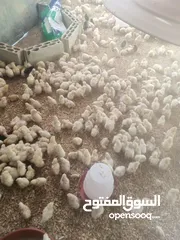  3 صوصان لاحم نخب أول