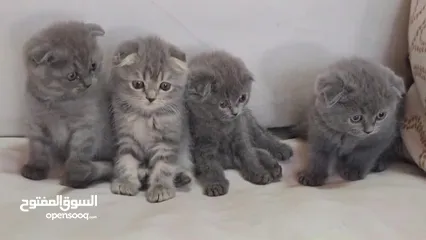  19 Scottish fold blue  2 month old