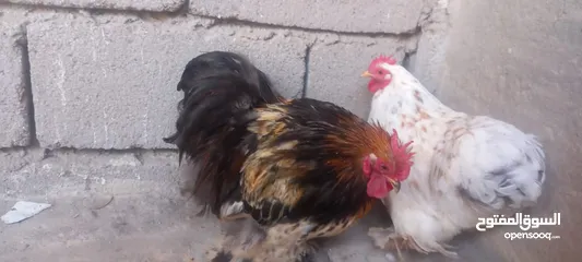 3 دجاج زينه ابيض واسود