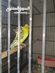  3 متاح جوز حب طفرات
