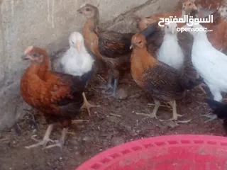  5 دجاج عماني لحبه بريال