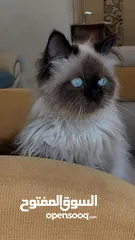  4 بسه هملايا للبيع صحه ممتازه ماشالله