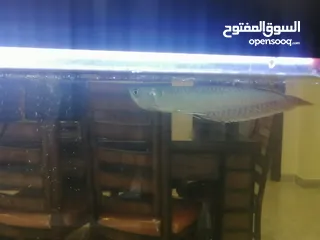 2 حبتين اروانا حجم الحبه 20cm بسعر مغري