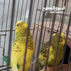  2 مصراته  الصمود