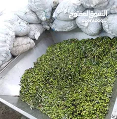  2 بعل رومي مضمون ومكفول وافحص وين مبدك حاصل علا شهاده غذا ودوا لايوجد توصيل