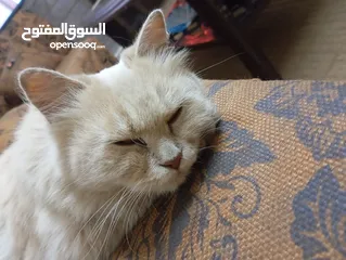  3 قط شيرازي للبيع