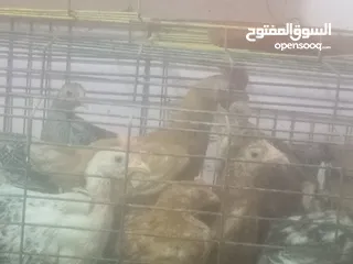  4 فراخ بلدي بط مس كوفي رومي بلدي فراخ بيور فراخ فيومي