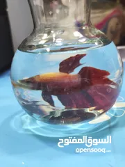  11 سمك الفايتر الملكي – ملك الزينة في عالم الأحواض هل تبحث عن لمسة اناقة