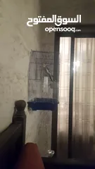  12 ببغاء كوكتيل ايزابيل اليف