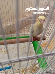  5 فرخ كوكتيل للبيع