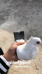  3 حمام للببع