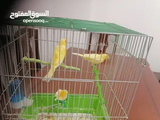  5 كناري أنثى جاهزة مع قفص ب 25 دينار مشاء الله صحة و نظافة موجودة بشفا بدران مع ذكر شهر و يجهز ب 10